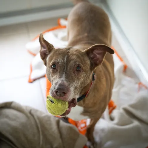 an old brown dog with a tennis ball in its mouth looks at the camera